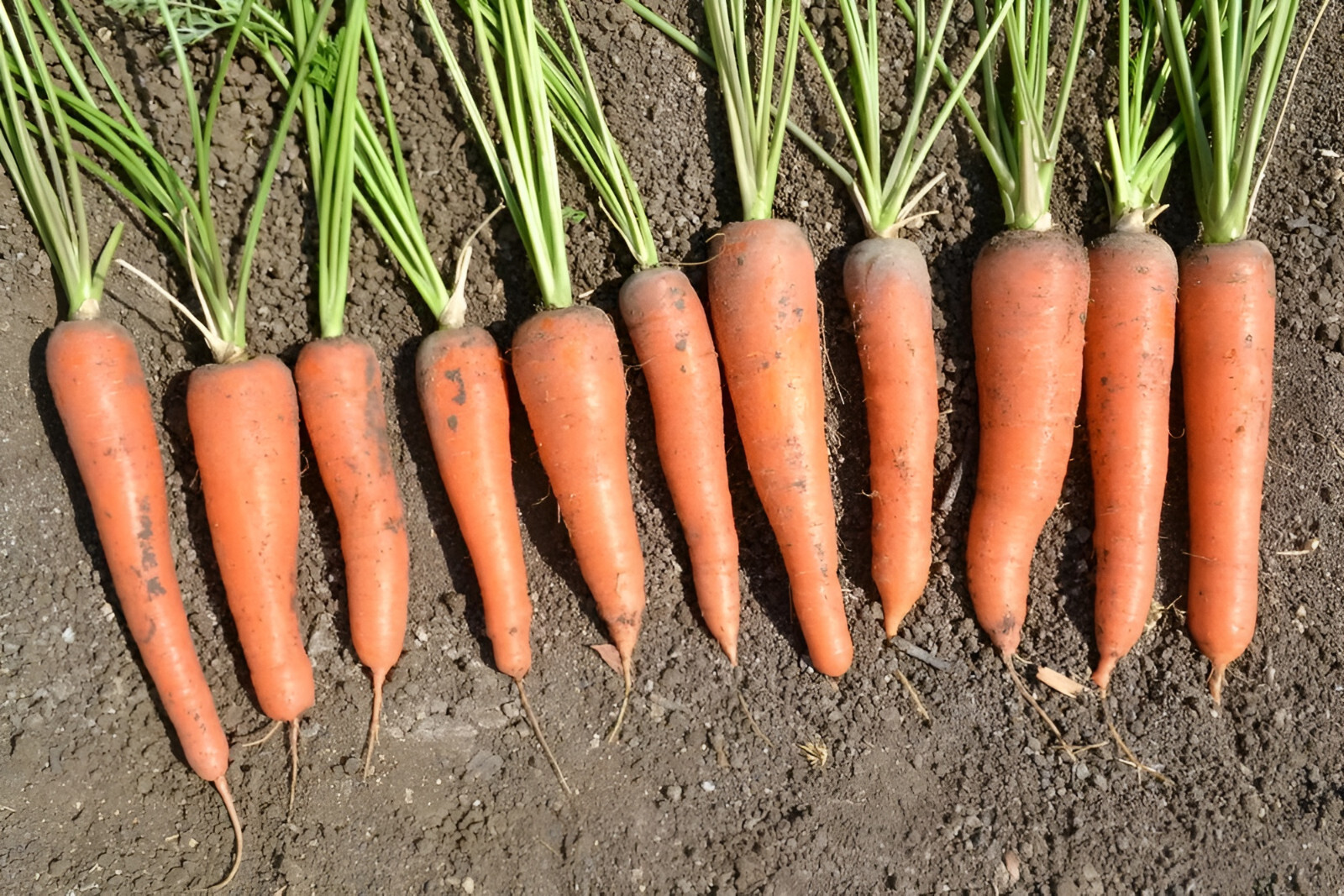 1,000 Kuroda Long Carrot Seeds – NonGMO Organic – 8 Inch Giant Hearty Carrots