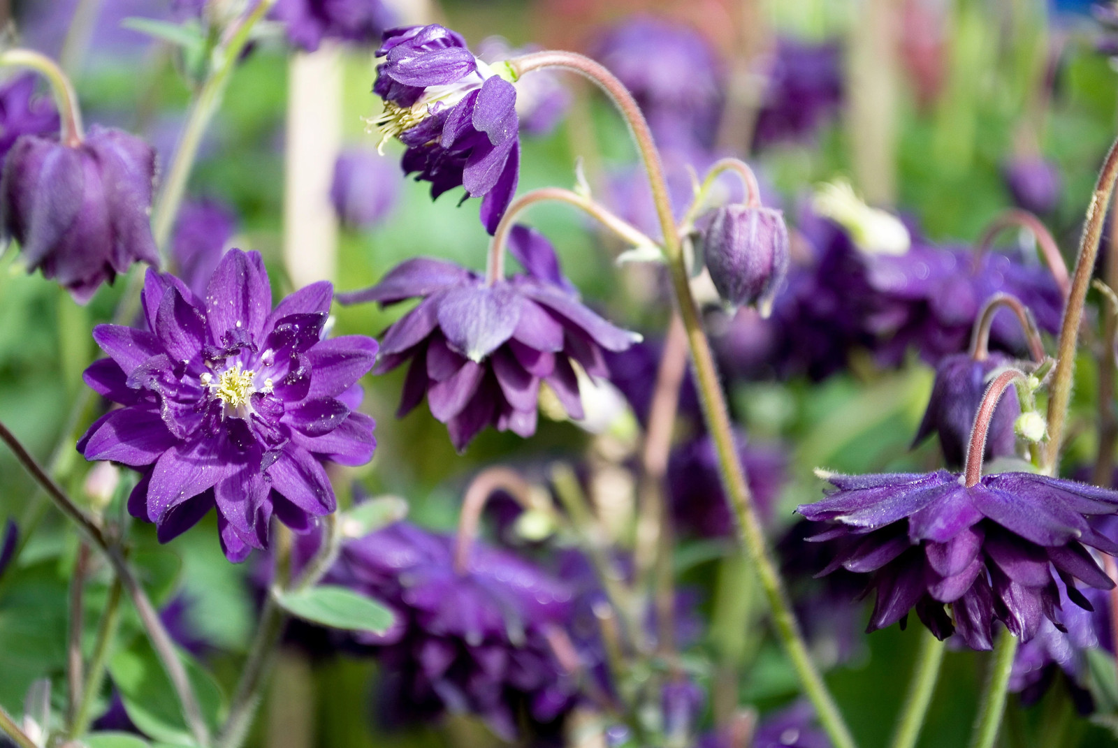 100 Mixed TALL DOUBLE COLUMBINE Aquilegia Vulgaris Red Pink Purple Flower Seeds