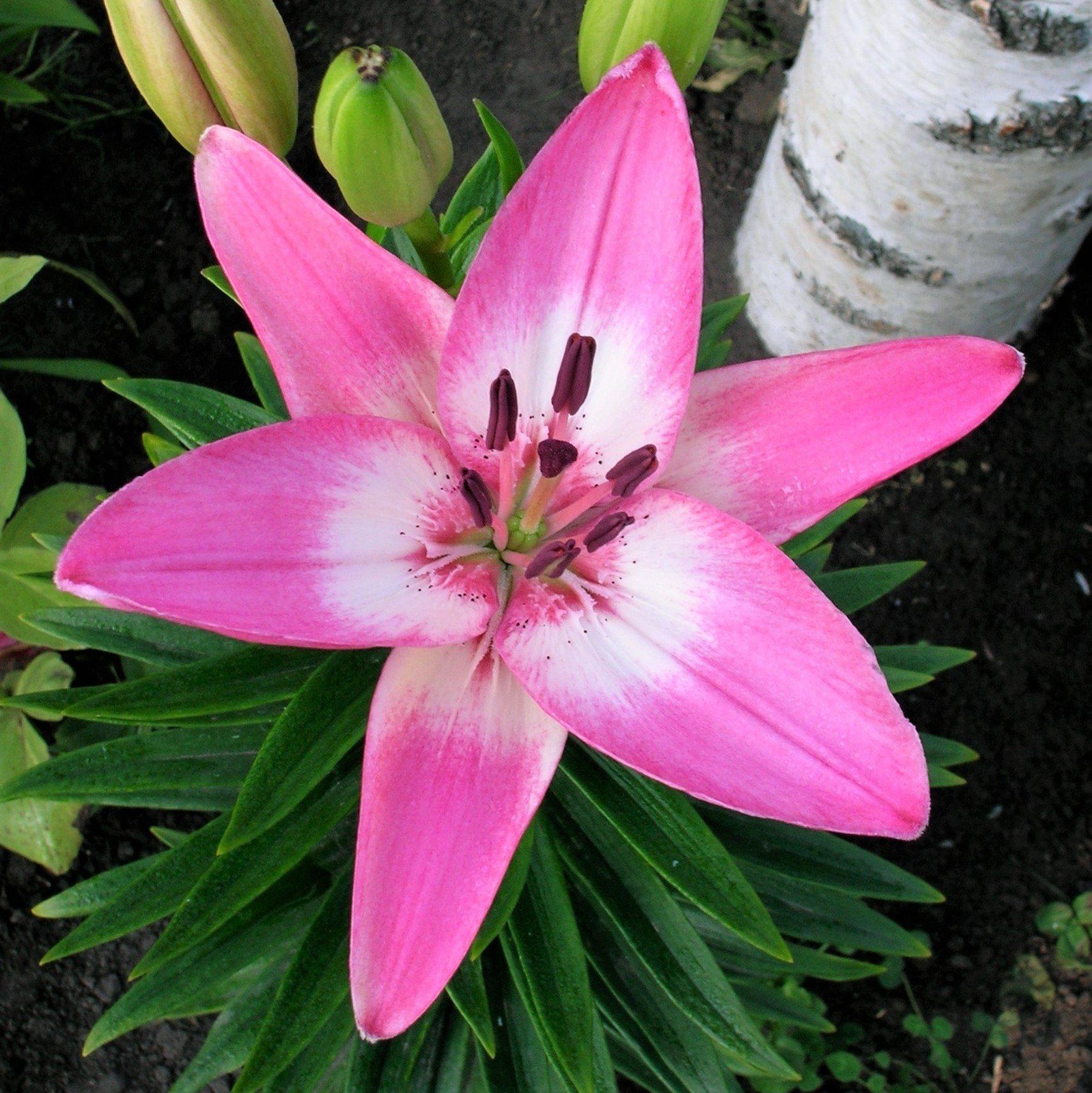 Lilium LA Hybrid Lily Arbatax 3 Flower Bulbs – Summer Pink White Fragrant Blooms