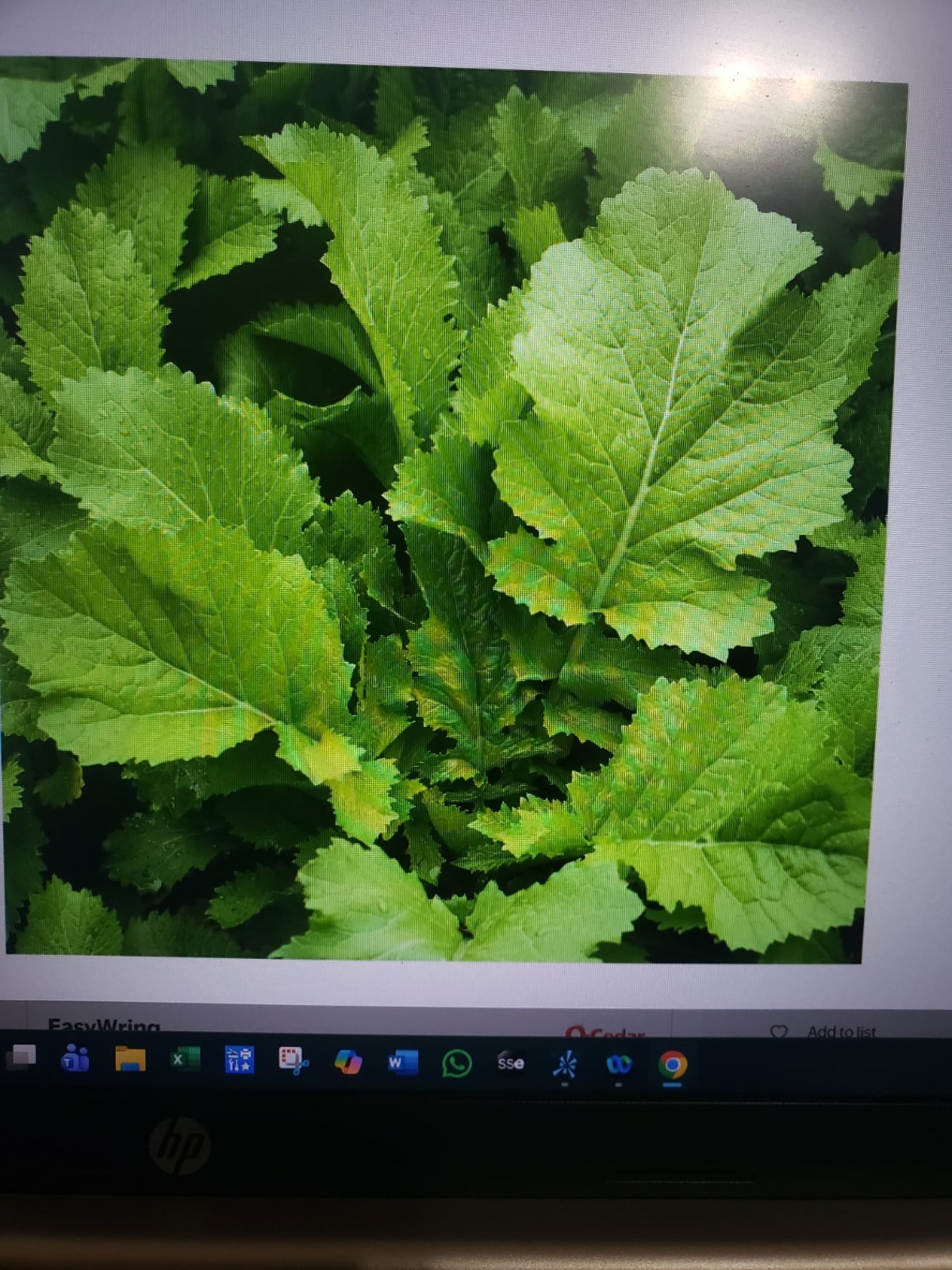 Florida Broadleaf Mustard 2500 Seeds, NON-GMO, Garden Growing, FREE SHIPPING