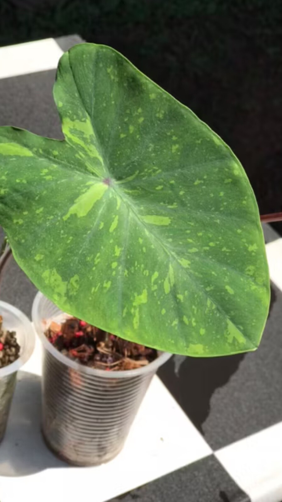 AUTHENTIC Colocasia Lime Geco 1 bulbs