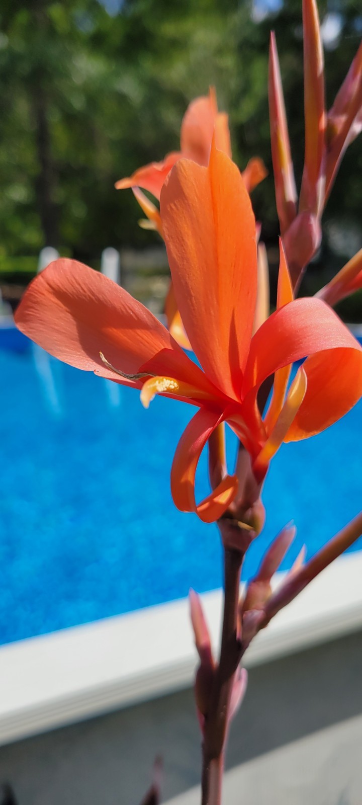 Orange Canna Lilly Bulbs with Purple and Green Foliage (3 Count) Perennial