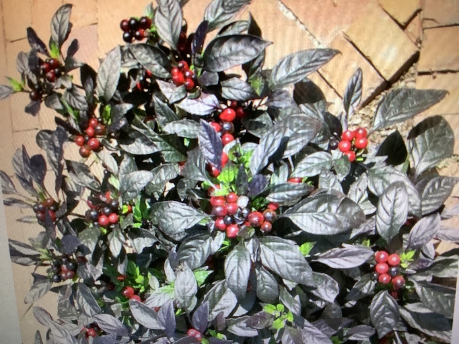 “Black Pearl Ornamental Pepper” MING CHERRY BOMB Ornamental seeds 15 ct.