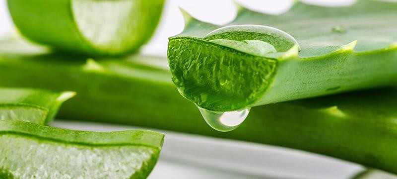 3 Aloe Vera Starter Plant -Rooted Succulent hardy zone 9-11 or Houseplant