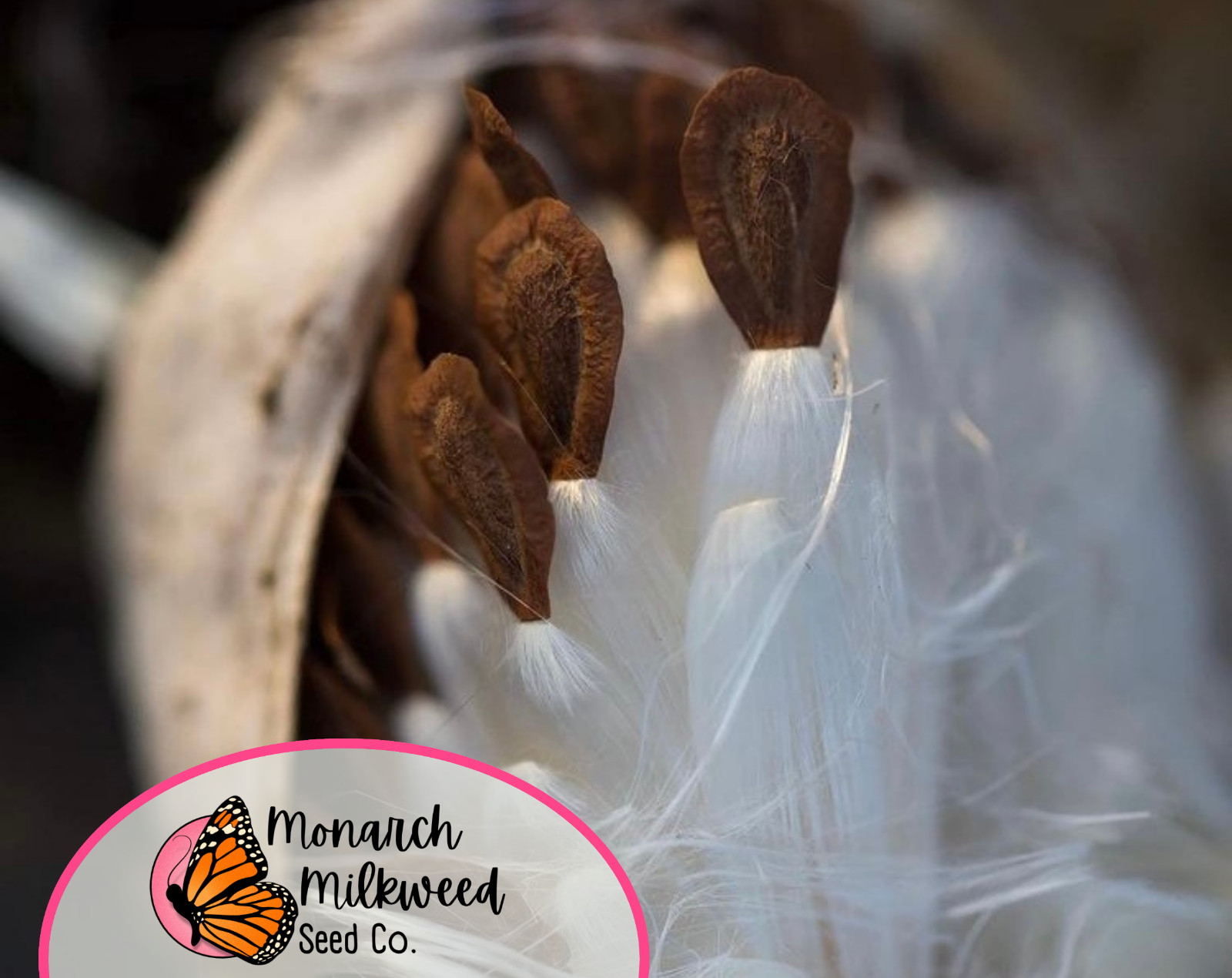 425+ Common Milkweed Seeds (Asclepias Syriaca) Native Monarch Butterfly Flower
