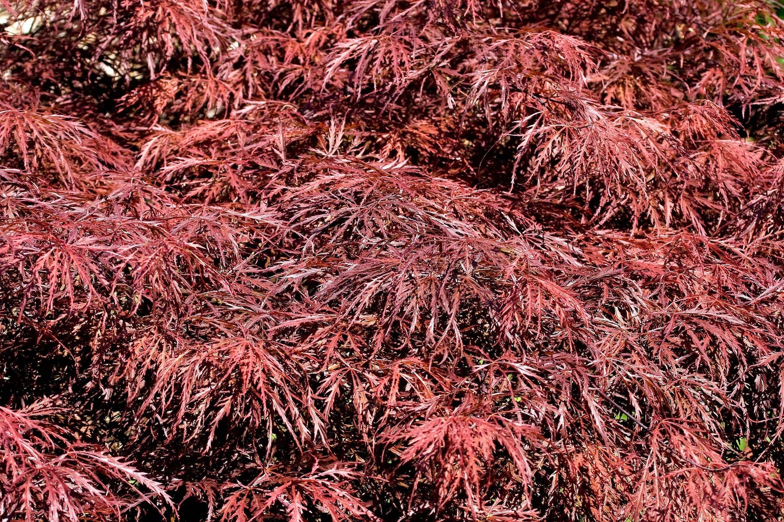 10 Red Dwarf Japanese LACELEAF MAPLE Tree Acer Palmatum Atropurpureum Seeds