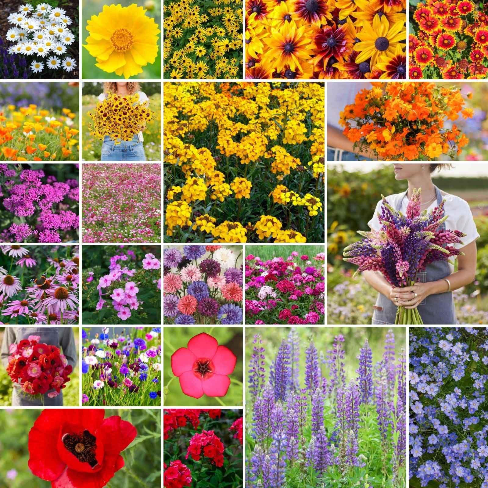 Northeast Wildflower Seed Mix – 1 lb, 480,000+ Seeds, Attracts Pollinators, Plan