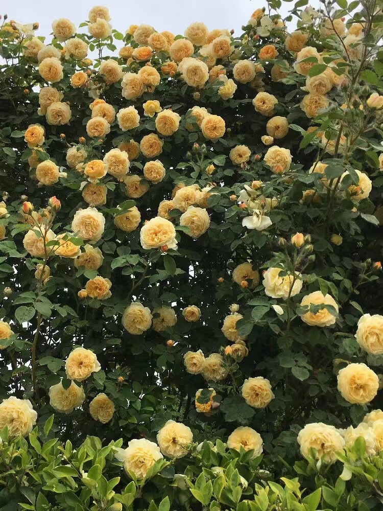 20 SEEDS for Light Yellow RARE CLIMBER climbing Rose flower exotic USA Seller
