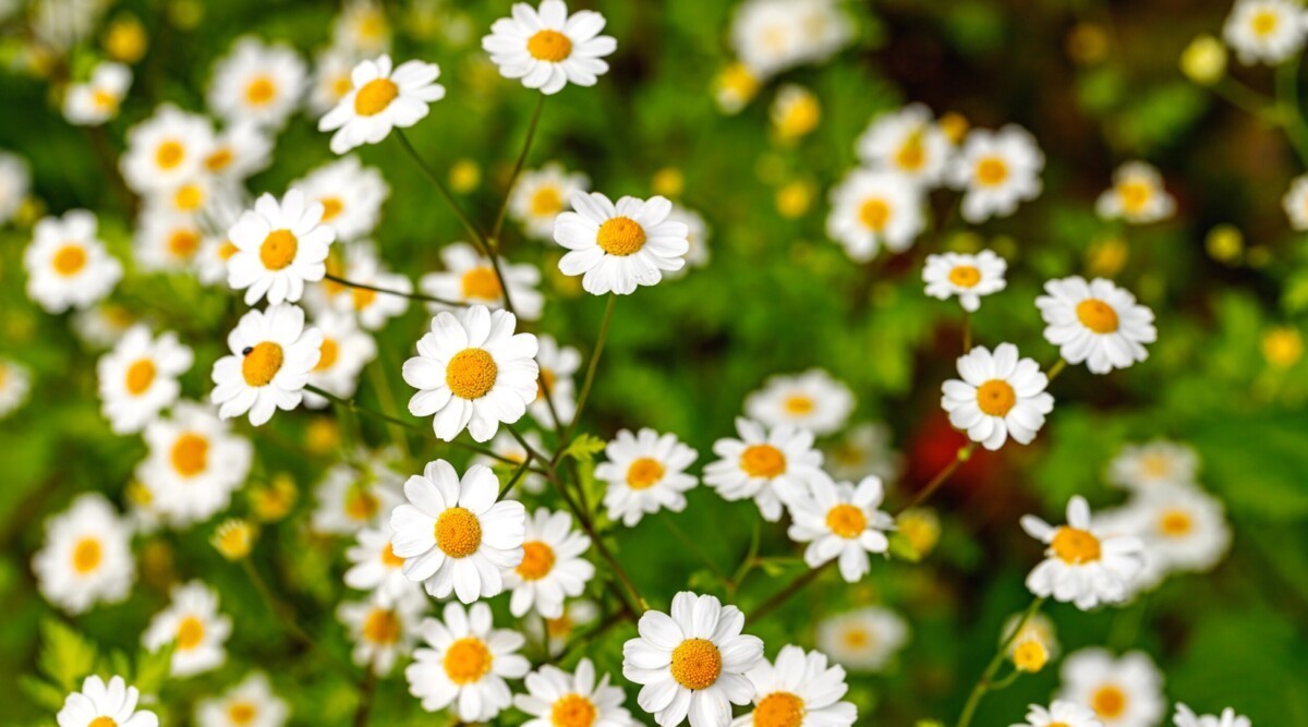 200 Feverfew seeds NON GMO Heirloom Free shipping & tracking