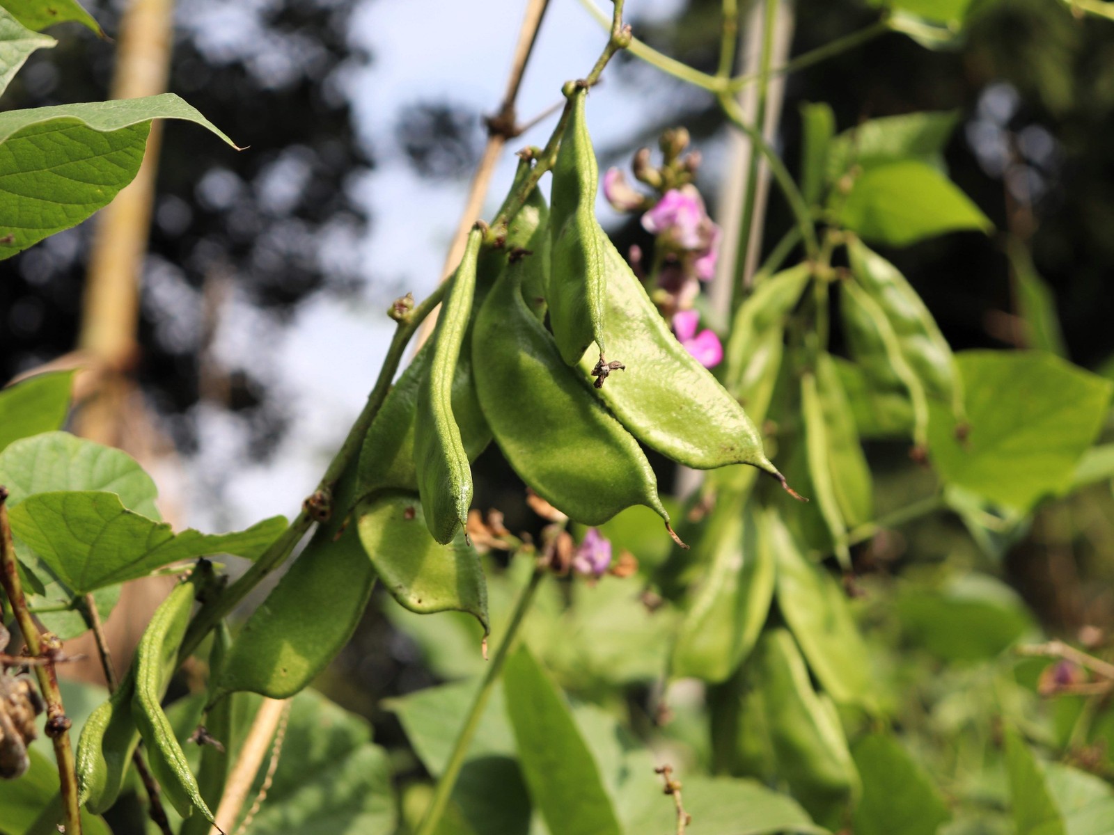 50 BABY LIMA BEAN Phaseolus Lunatus Vegetable Seeds