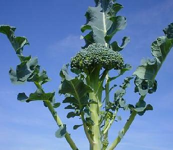 Broccoli Waltham 29 2,500 seeds