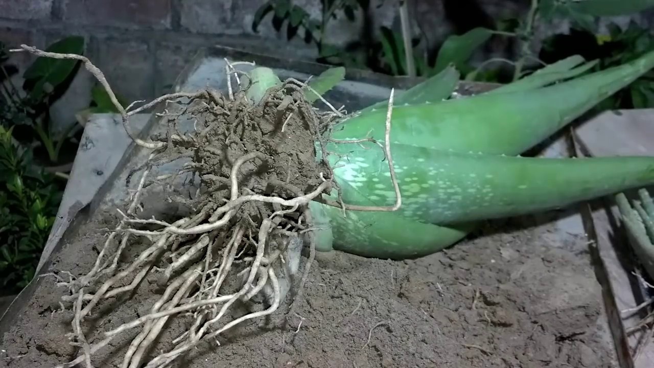 3 Aloe Vera Starter Plant -Rooted Succulent hardy zone 9-11 or Houseplant