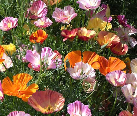 CALIFORNIA POPPY BALLERINA MIX Eschscholzia Californica – 10,000 Bulk Seeds