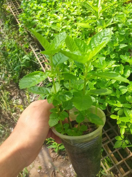 BLACK HERB GRASS JELLY SEEDS / HẠT SƯƠNG SÁO THẠCH ĐEN/ 台灣仙草