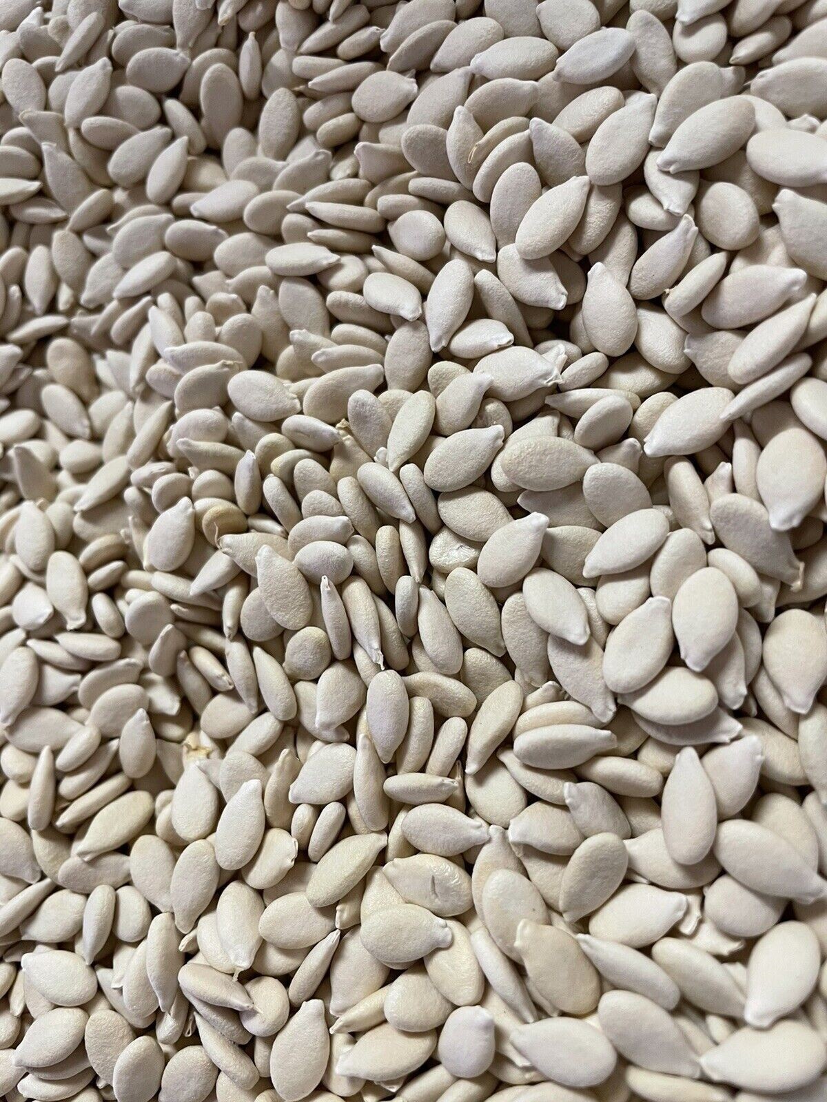 20 WAX GOURD Fuzzy Winter Melon Oblong Seeds Benincasa hispida USA FREE SHIPPING