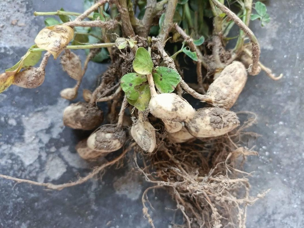100 pcs Peanut Seeds for Planting. Raw Virginia Peanuts Seed for Home Garden