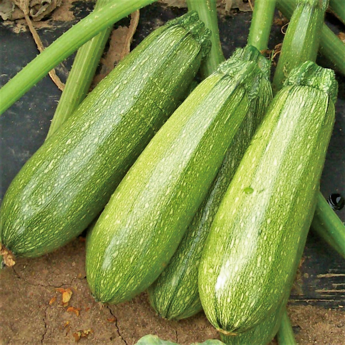 Grey Zucchini Squash Seeds | Mexican Gray Calabacita Summer Courgette Kousa 2024