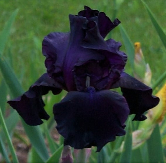 Sun Devil Bicolor Bearded Iris Rhizome, Yellow & Purple Flowering Plant, Root
