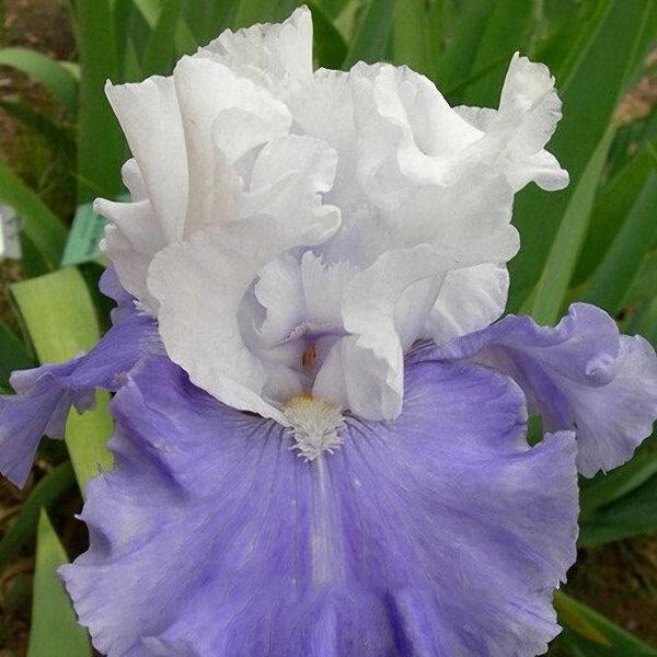US Seller Multi-Varieties Iris Seeds, Heirloom Iris, Mixed seeds 25pcs/pack