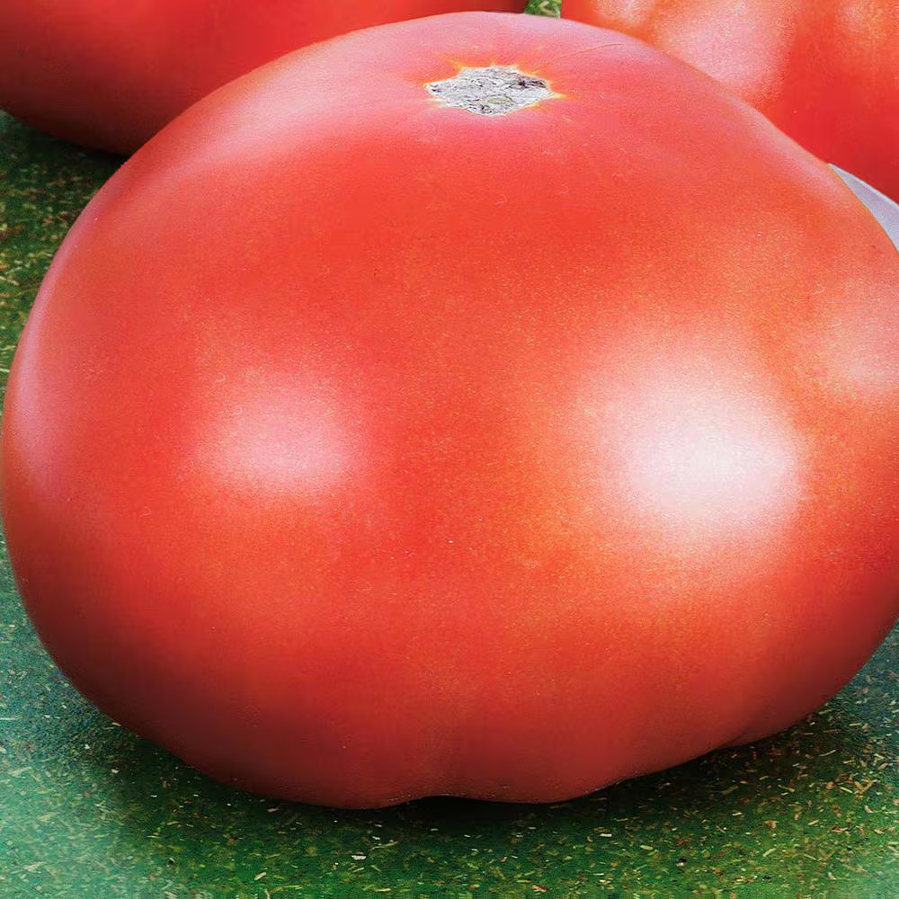 19.3 Park’S Whopper Improved Tomato Plant (2-Pack)