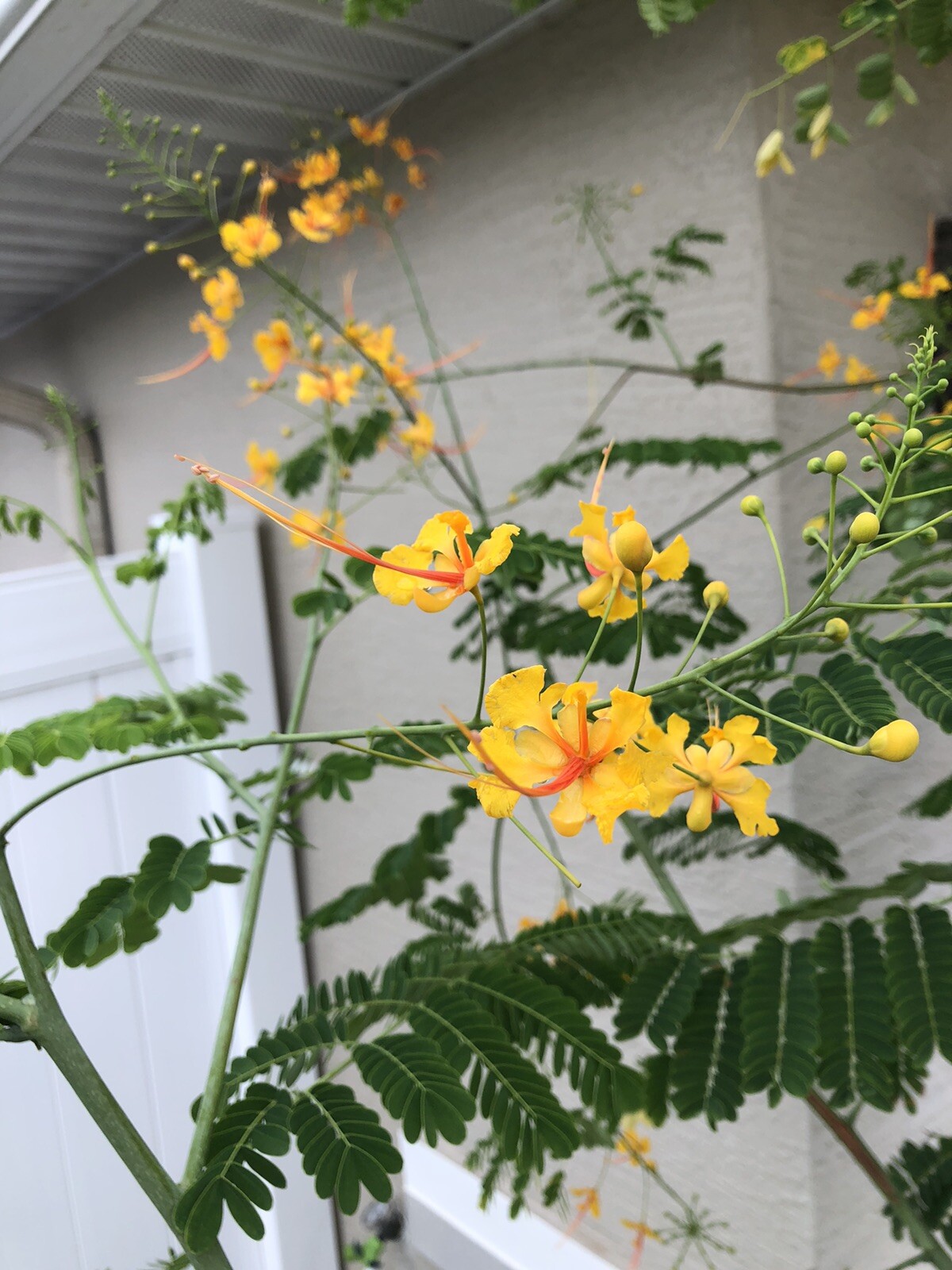 10 seeds Yellow Caesalpinia Pulcherrima PRIDE OF BARBADOS BIRD OF PARADISE