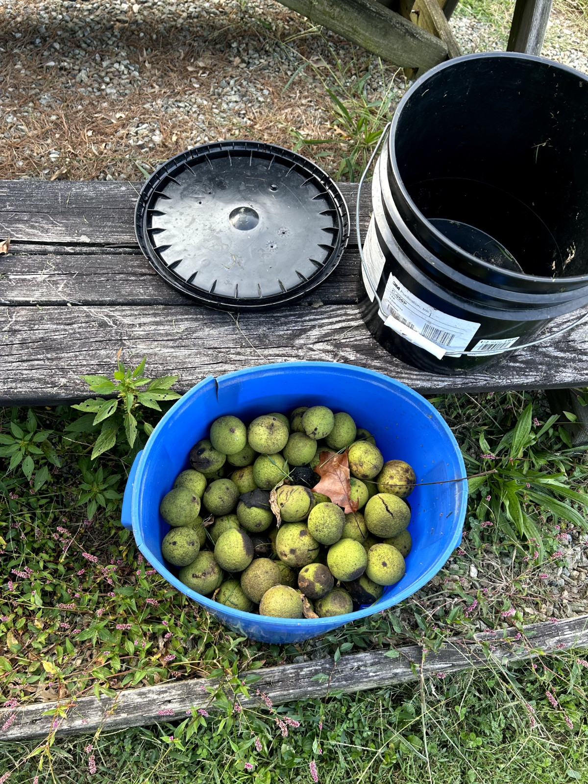BLACK WALNUTS: 5lb Box Organic 2025 Harvest, Naturally Grown in Maryland.