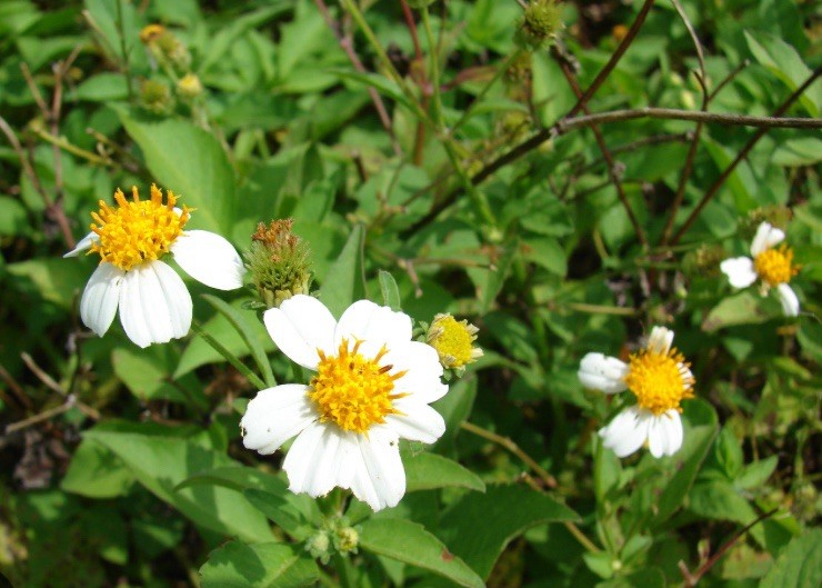200 Romerillo Shepard’s Spanish Needles Butterfly Needles (Bidens alba)