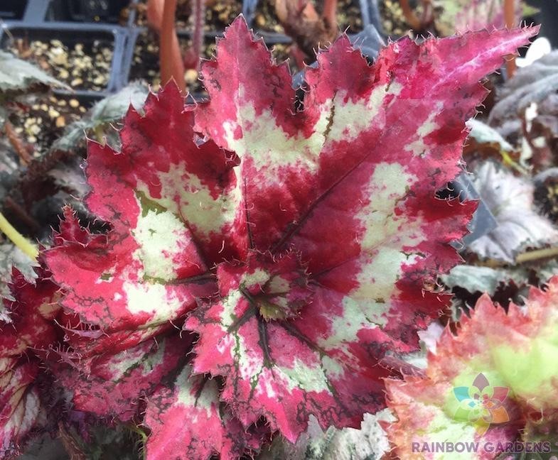 25+ Tie Dye Begonia Seeds for Garden Planting – USA – FREE SHIPPING!