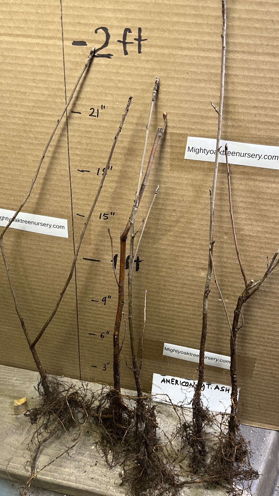 American Mountain Ash (Sorbus americana) 2-3 year old tree/seedling bare root