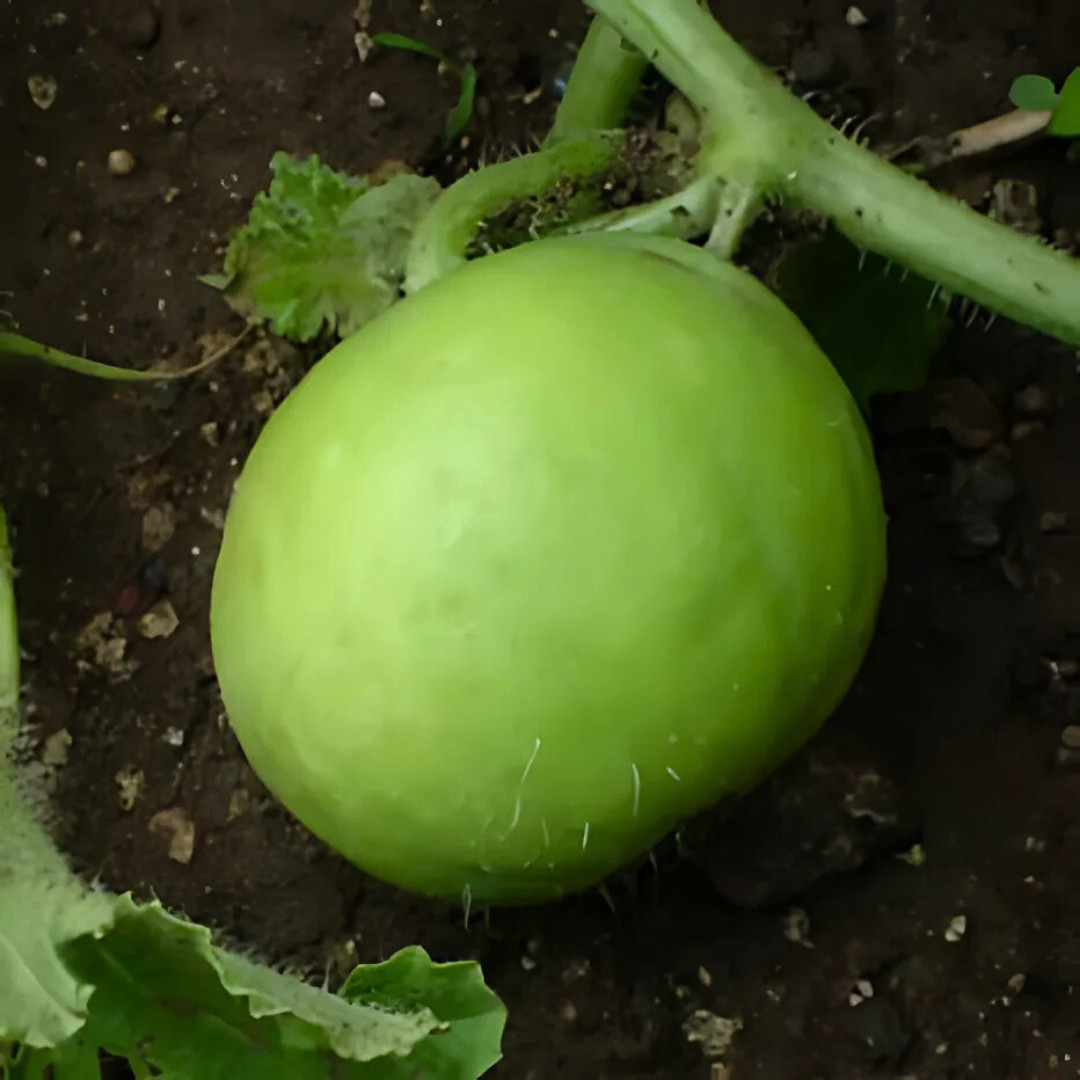 Fresh Indian Tinda Gourd 10 Seeds | Apple Gourd | Heirloom Non-GMO| Indian