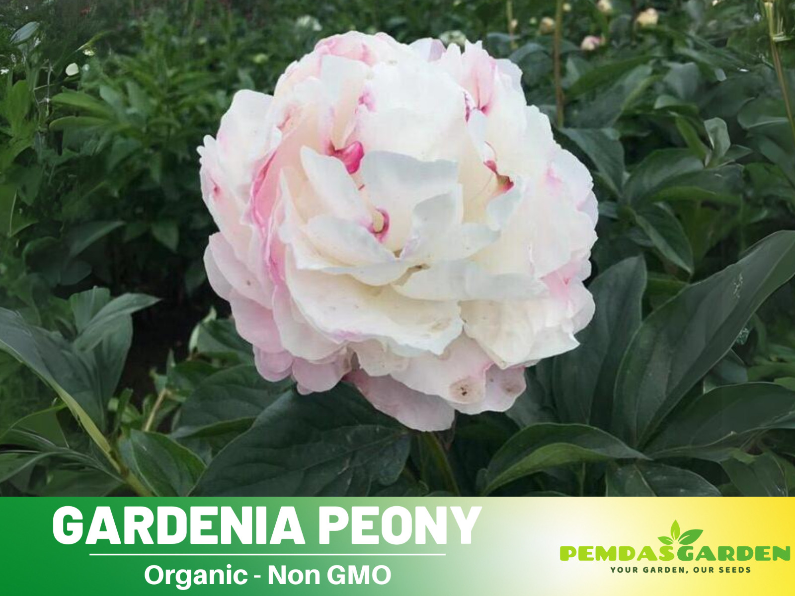 10+Seeds| Gardenia Peony Perennial Seeds #B045