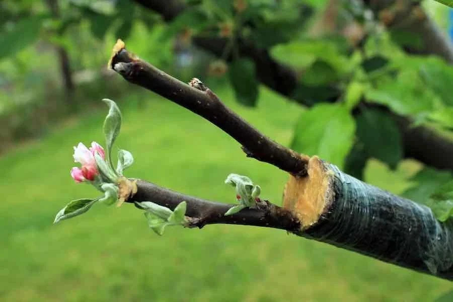 100+ Bartlett Pear Tree Seeds (Pyrus communis) Bonsai Graft Landscape