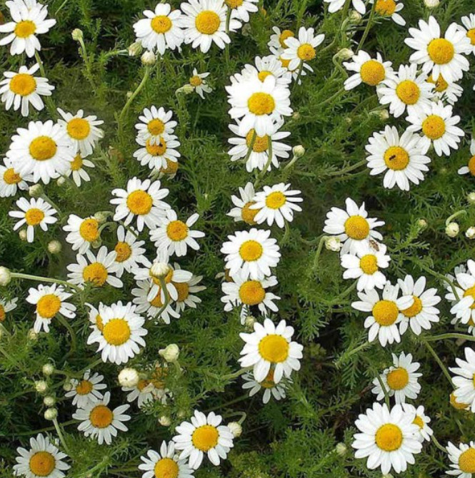 Landscaper’s Pack ALTERNATIVE LAWN MIX 13 Species Non-GMO 6 Grams 5000+ Seeds!
