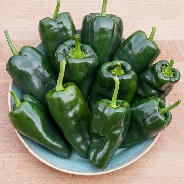 Poblano Pepper Plant Seeds | Mild Chili Stuffing, Roasting PABLANO BIG ANCHO