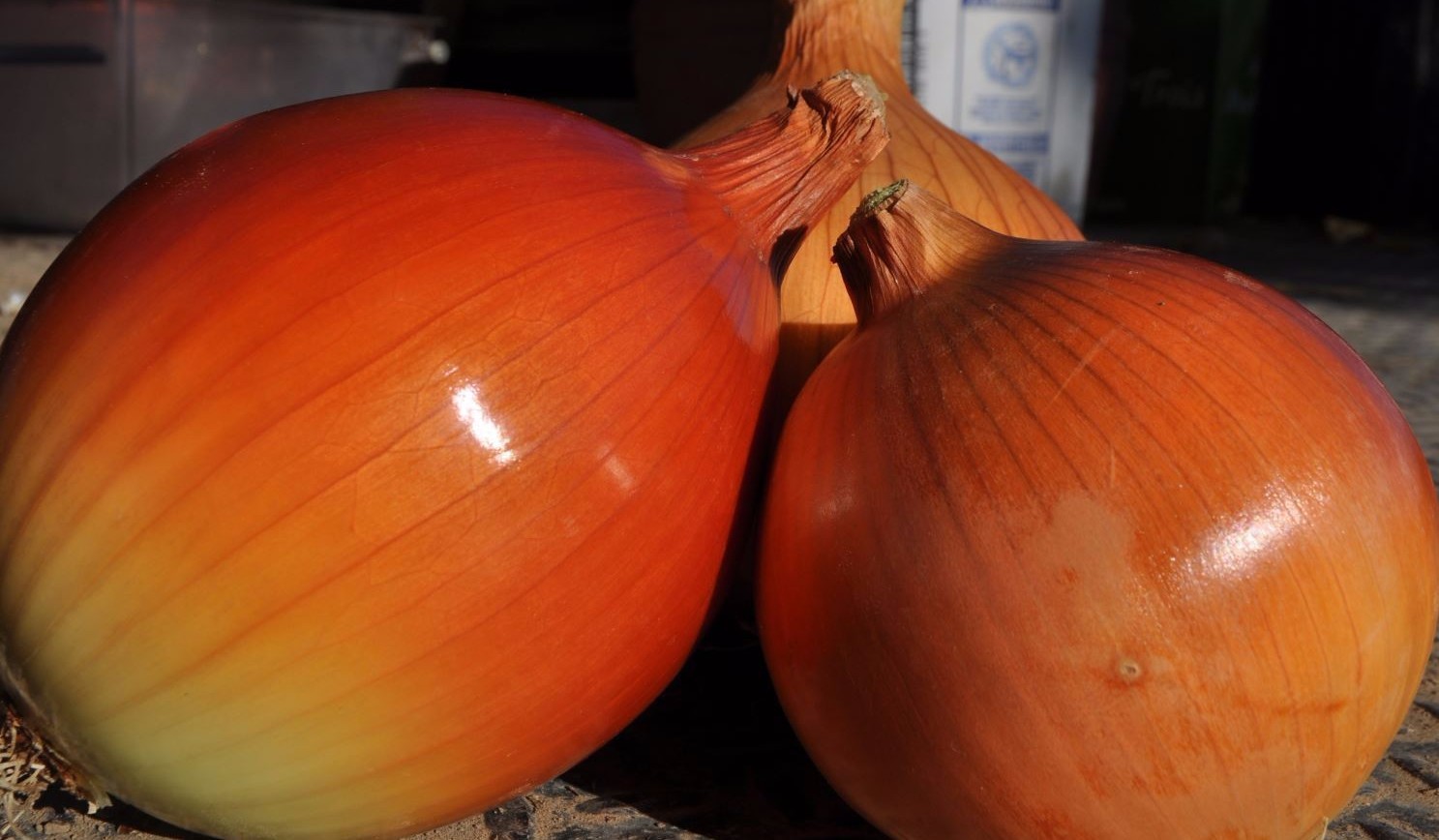 Yellow Sweet Spanish Onion Seeds, NON-GMO, Variety Sizes, FREE SHIPPING