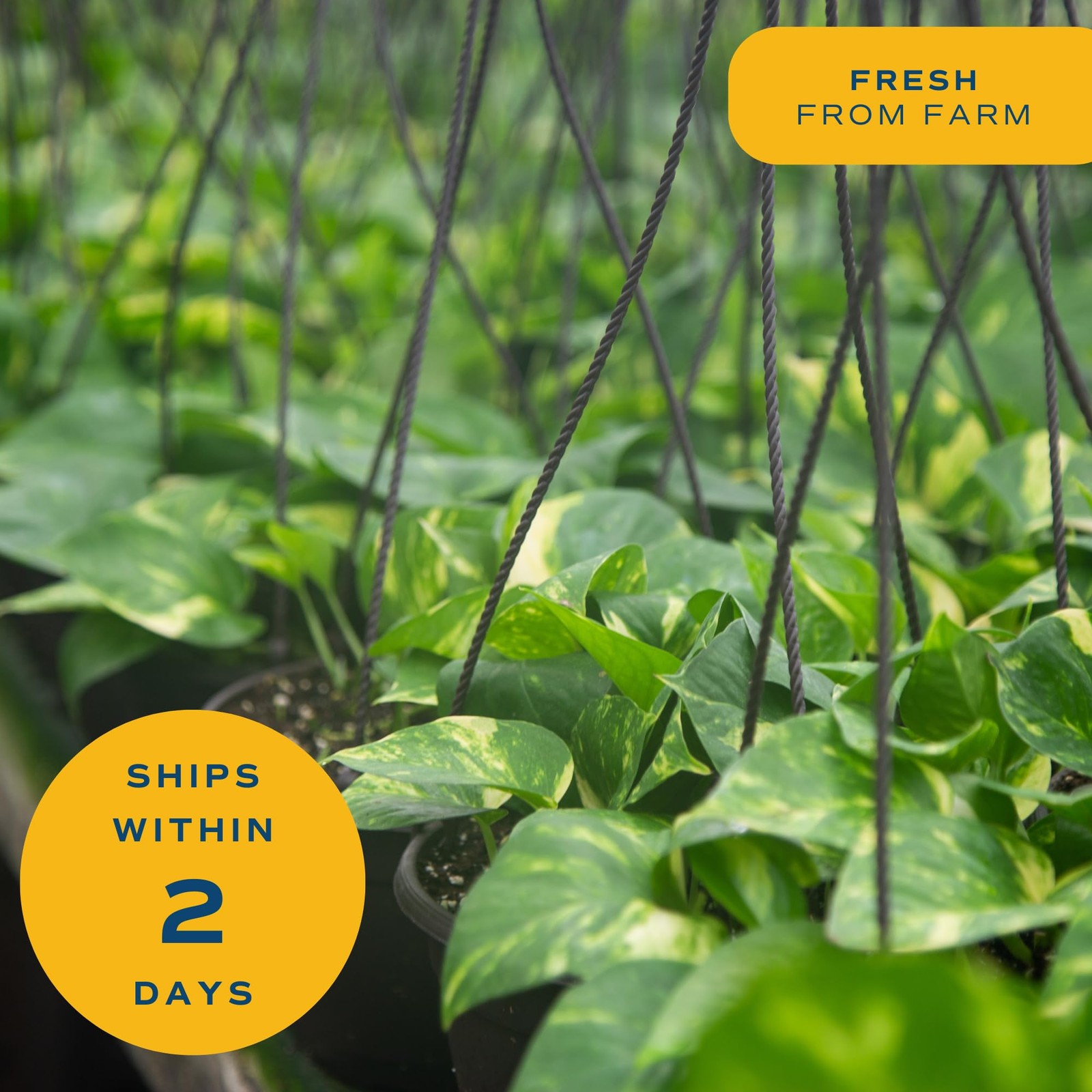 Pothos Plant – Easy to Grow Vining Indoor Plant, 1 Ft Tall – Air Purifying