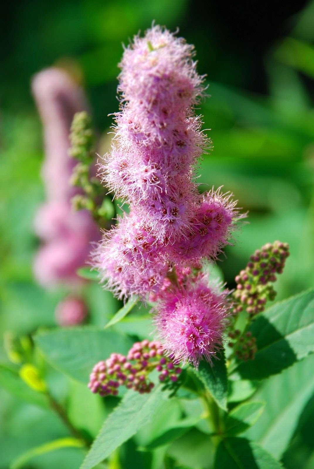 SPIRAEA DOUGLASII, 1000 SEEDS. WESTERN SPIREA, STEEPLE BUSH, WILDFLOWER