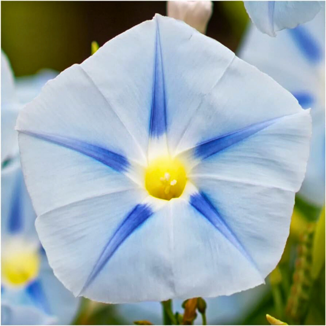 Fresh Premium Morning Glory Seeds | Blue Star | Heirloom Non-GMO | Flower Seeds