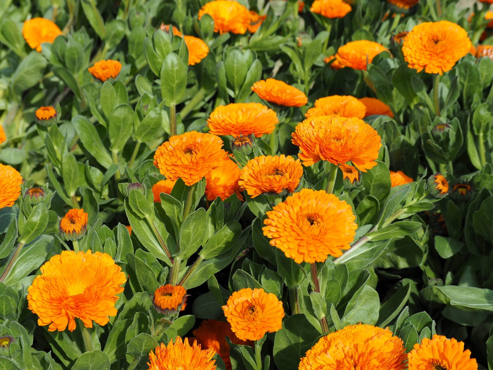 500 PACIFIC Beauty ORANGE MARIGOLD Calendula Officinalis Flower Seeds
