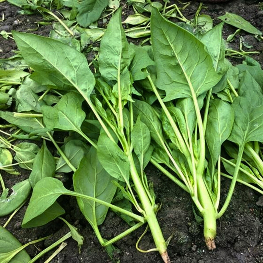 Fresh Green Arrow Spinach Seeds | Heirloom Non-GMO | Asian Vegetables