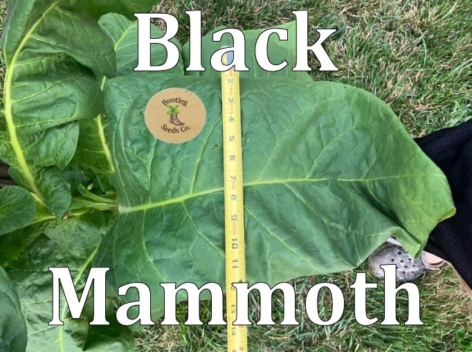Cigarette Making Tobacco Seed Pack-Black Mammoth & Black Sea Samsun-2000 seeds!