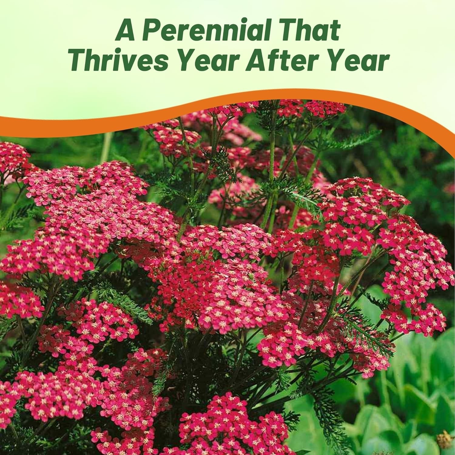 5000 Seeds Achillea Cerise Queen Drought Resistant Yarrow Garden Flower Plant