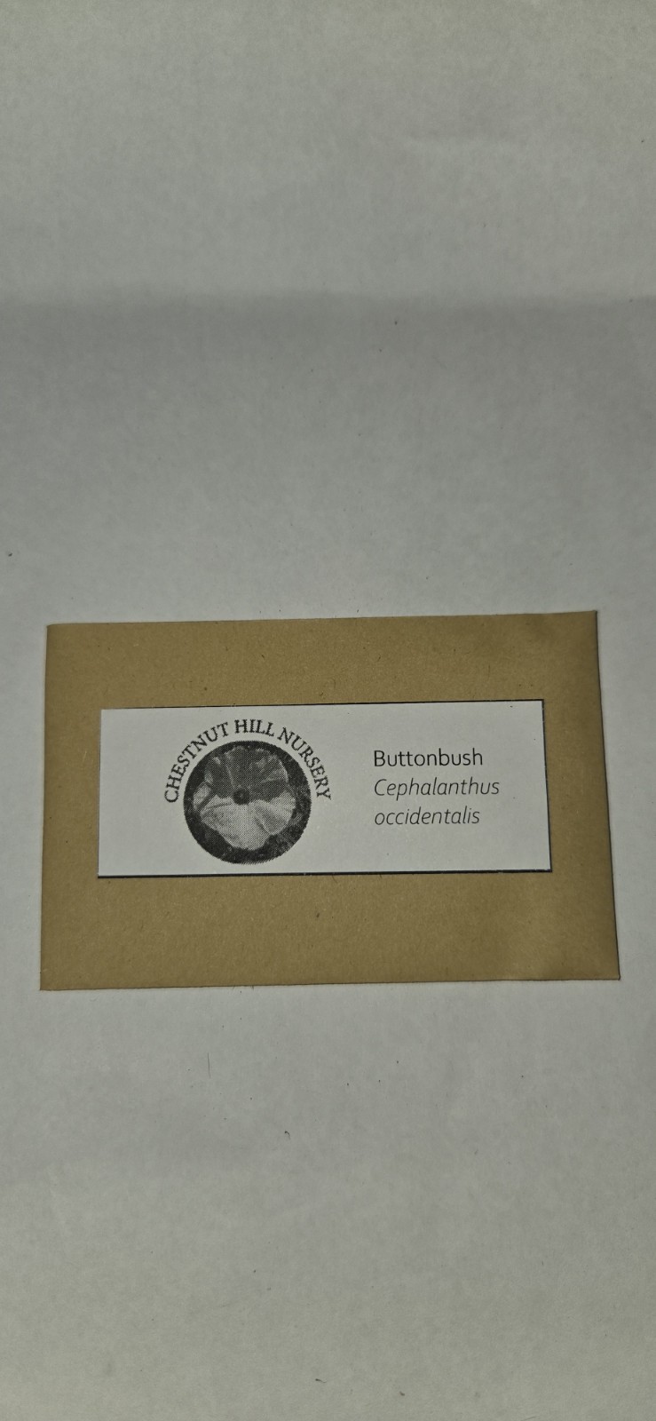Buttonbush (Cephalanthus occidentalis) Seed Pack ~100 Seeds Pennsylvania Ecotype
