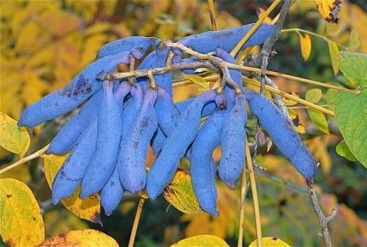 BLUE SAUSAGE FRUIT TREE SEEDS Edible & Ornamental Shrub Decaisnea fargesii Hardy