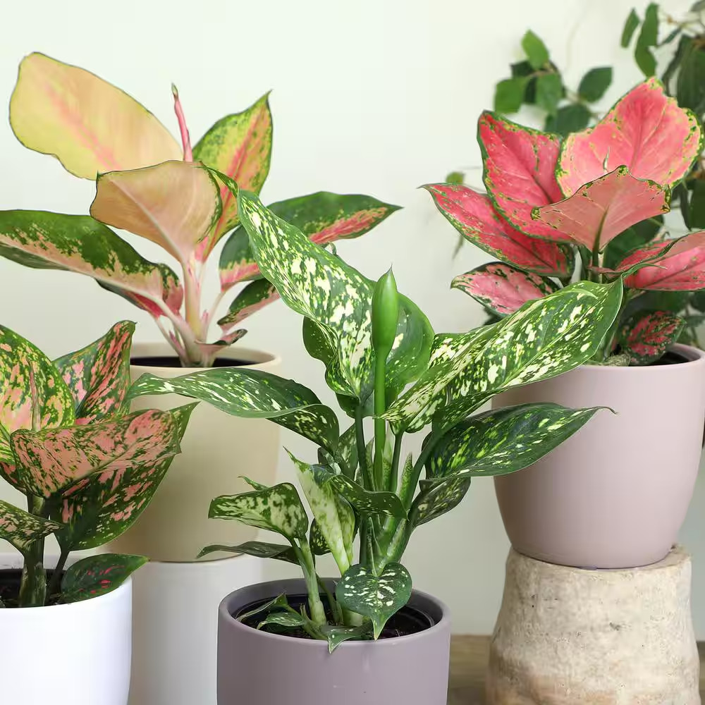 4.25 In. Aglaonema Assorted Houseplants (4-Pack)