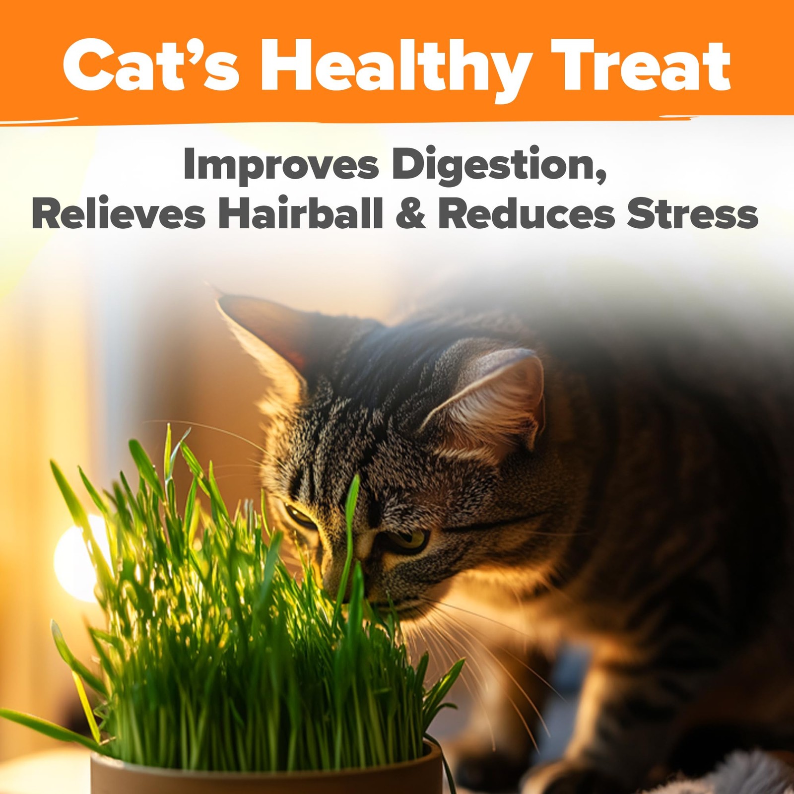 Non GMO 1 Pound Cat Grass Seeds for Cat & Kittens Oat & Barley Mix 100% Heirl…
