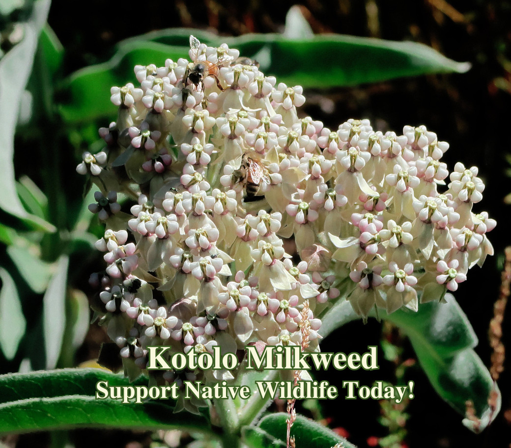 Kotolo Milkweed Seeds California Native Seeds Asclepias eriocarpa 50 Seeds