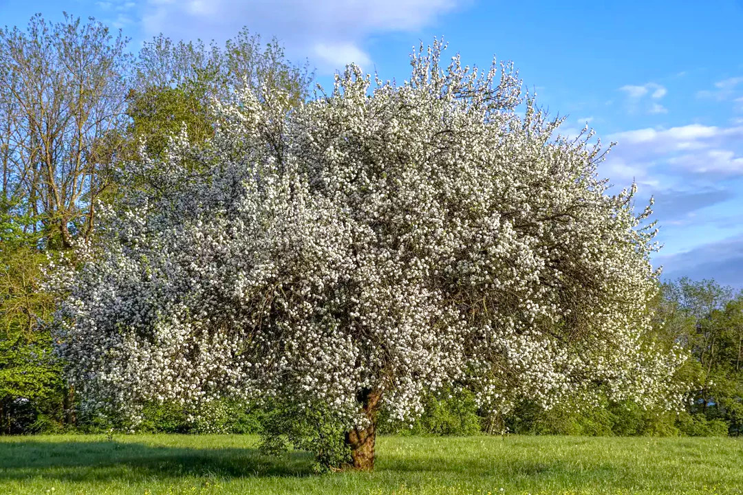Mazzard Cherry Tree Seeds |Alkavo Sweet Red Cherries Fragrant 2024 Fast Shipping