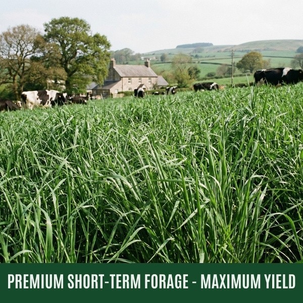 Old Cobblers Farm™ Wicked Tuff Turf Firkin Italian Ryegrass Seed – Fast Growth