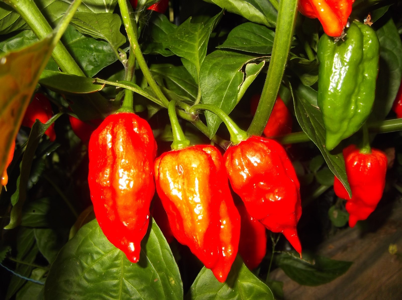 GHOST PEPPER ‘BHUT JOLOKIA’ MEGA HOT PEPPER! COMB. S/H! SEE OUR STORE!